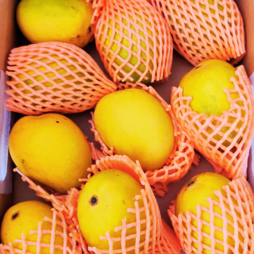 Buy online Indian Mangos in NJ