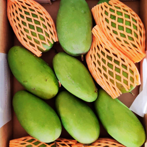 Indian Mangos in New jersey USA