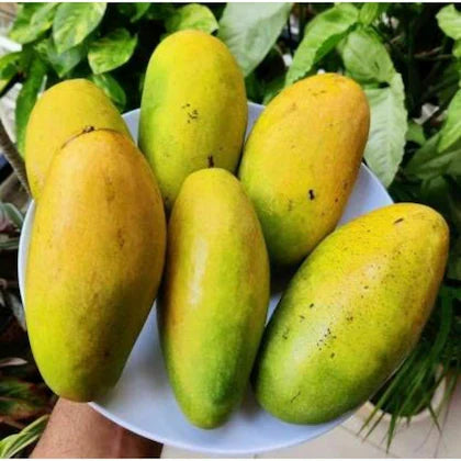 Indian Mangos in USA