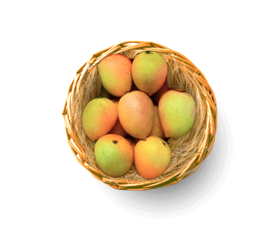 PAYRI Mango