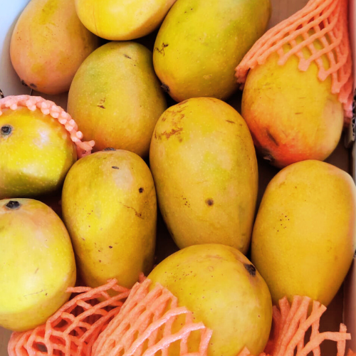 Buy online Indian Mangos in New jersey